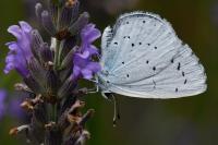 Celastrina argiolus