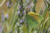 Gonepteryx cleopatra