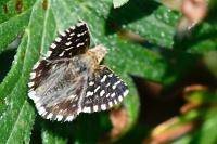 Pyrgus malvae / Pyrgus malvoides