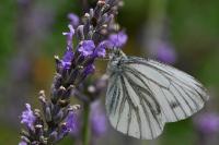 Pieris napi