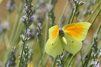 Gonepteryx cleopatra