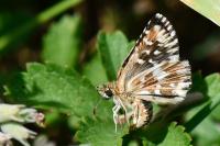 Pyrgus malvae / Pyrgus malvoides