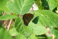 Pyronia tithonus