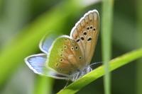 Polyommatus dorylas