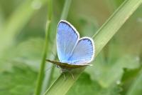 Polyommatus dorylas