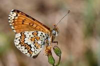 Melitaea cinxia