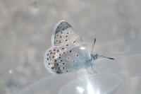 Plebejus idas
