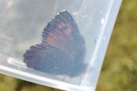 Erebia euryale
