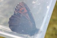 Erebia euryale