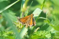 Thymelicus lineola