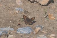 Melitaea diamina