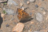 Melitaea phoebe