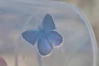 Plebejus idas