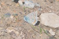 Polyommatus icarus