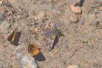 Muschampia floccifera