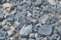 Cyaniris semiargus