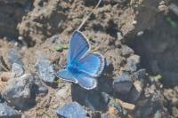 Polyommatus eros