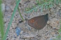 Erebia alberganus