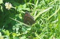Erebia alberganus