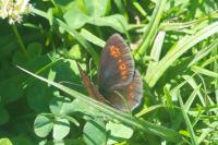 Erebia alberganus