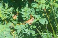 Boloria euphrosyne