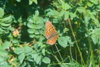 Boloria euphrosyne