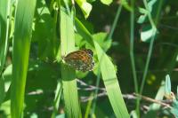 Melitaea diamina