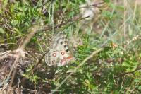 Parnassius apollo