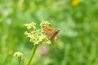 Ochlodes sylvanus
