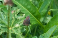 Erebia alberganus