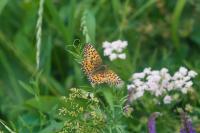 Boloria titania