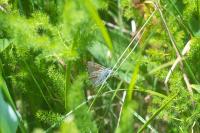 Lycaena hippothoe