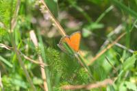 Lycaena hippothoe