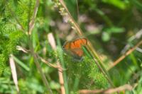 Lycaena hippothoe