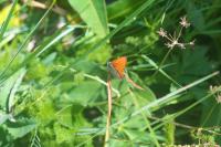 Lycaena hippothoe