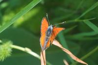 Lycaena hippothoe