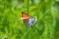 Lycaena hippothoe