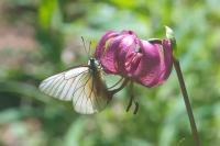 Aporia crataegi