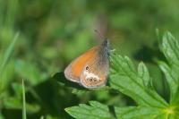 Coenonympha arcania