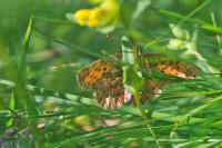 Boloria titania
