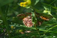 Boloria titania