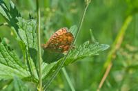 Boloria titania