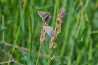 Cyaniris semiargus