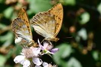 Argynnis paphia