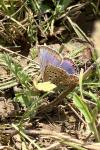 Polyommatus icarus