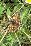 Melitaea cinxia