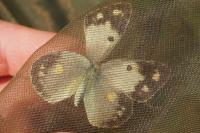 Colias crocea