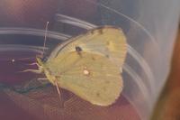 Colias crocea