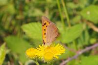 Lycaena phlaeas