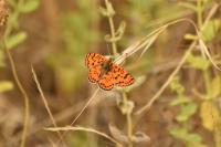 Melitaea didyma